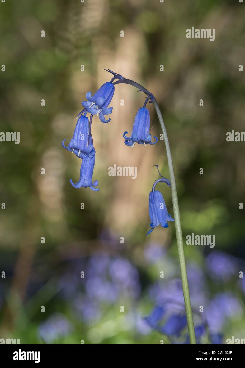 a single  isolated stem close up detail arching English Bluebells at ground level profile against bright bokeh background Stock Photo
