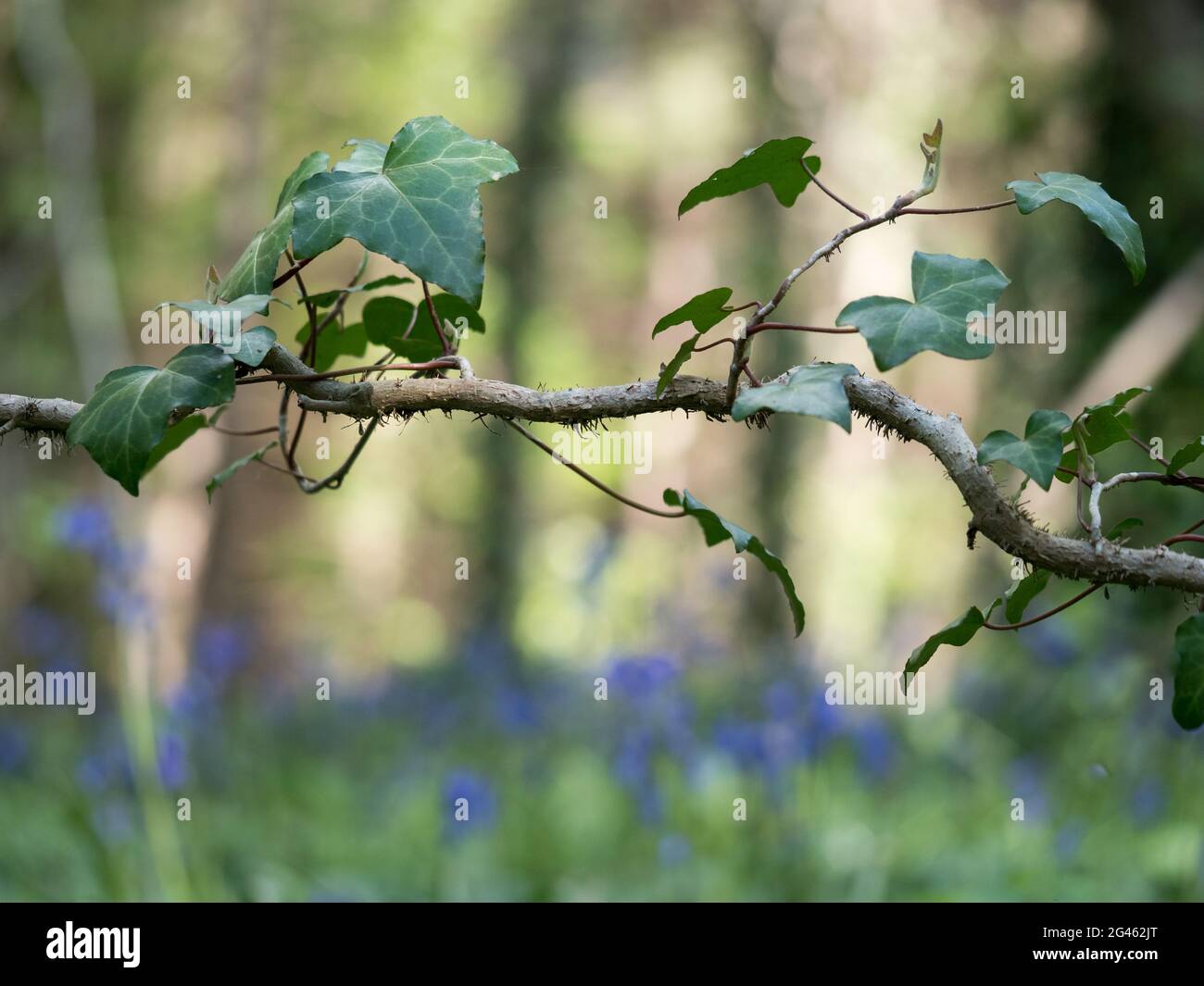 A curling twisting bending branch ivy twig on forest floor at ground level with English bluebells bokeh woodland in background Stock Photo