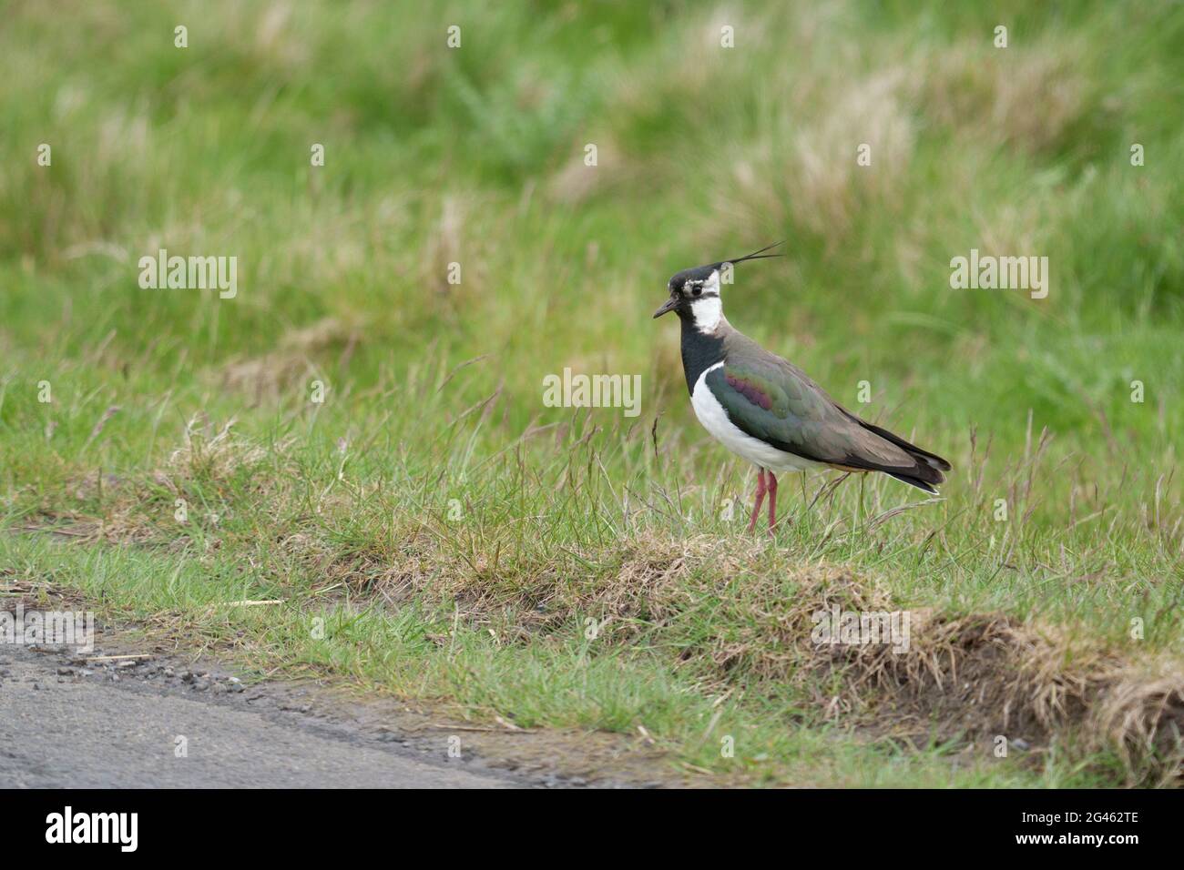 Northern lapwing, single bird on grass, Yorkshire, May 2021 Stock Photo
