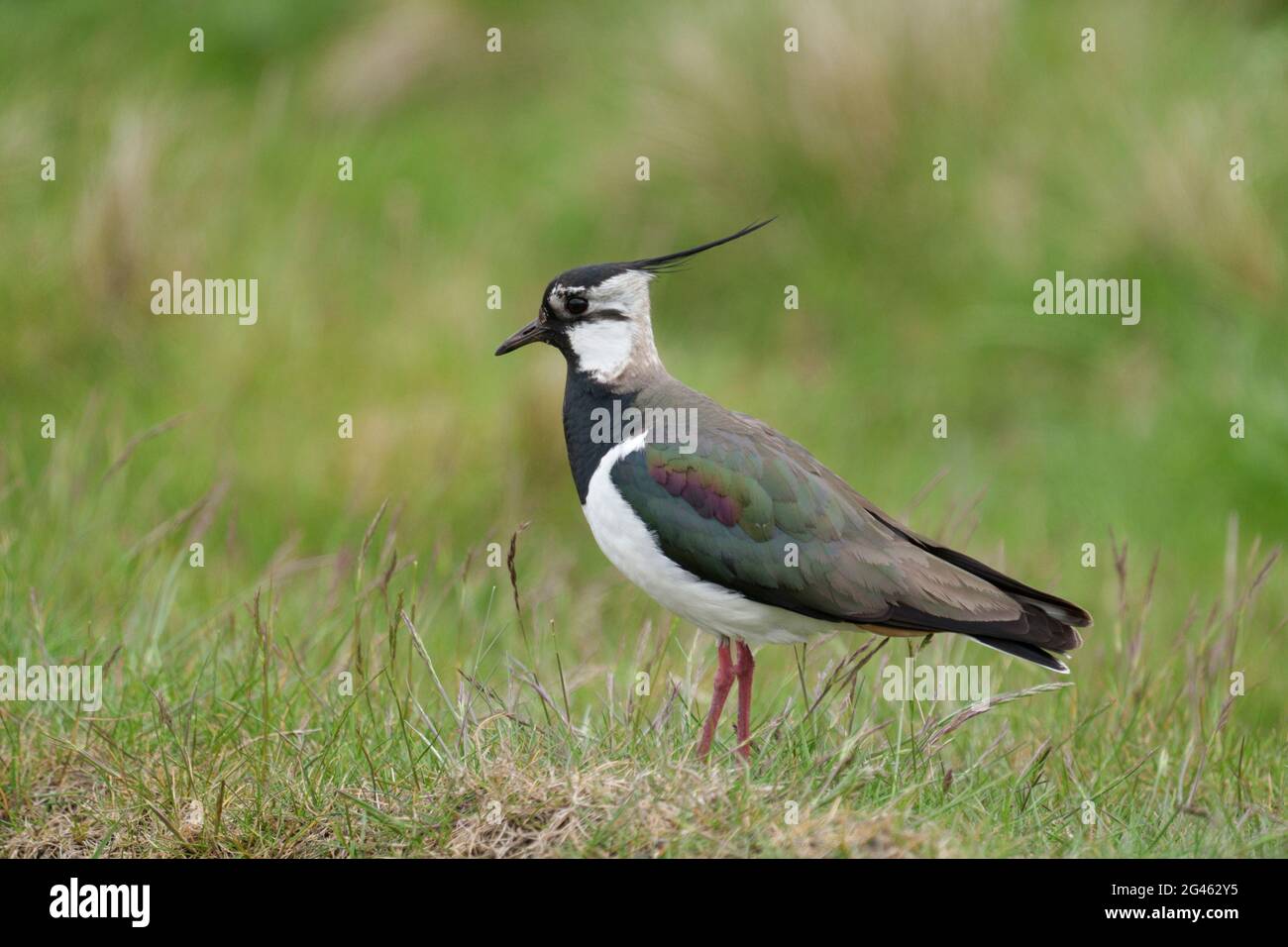 Northern lapwing, single bird on grass, Yorkshire, May 2021 Stock Photo