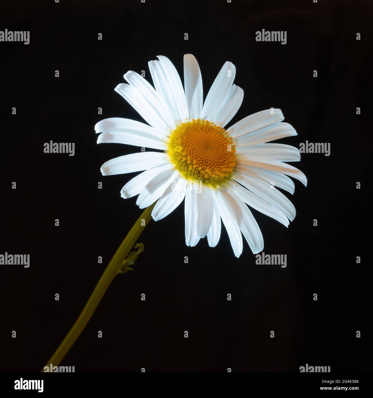 Chamomile plant Matricaria Chamomilla flower on black Stock Photo - Alamy