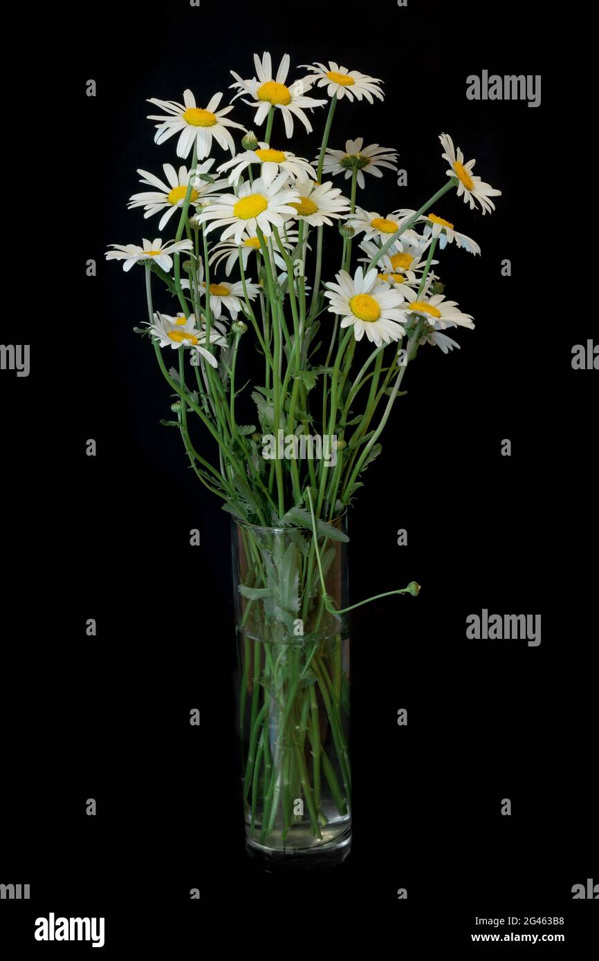 Chamomile plant Bouquet of Matricaria Chamomilla flower on black Stock ...