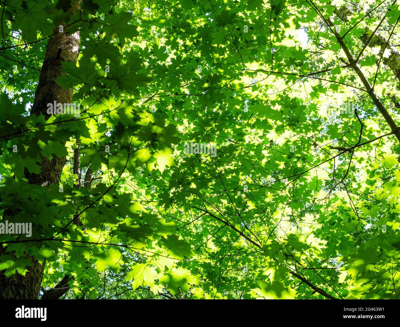 Bottom view maple tree hi-res stock photography and images - Alamy