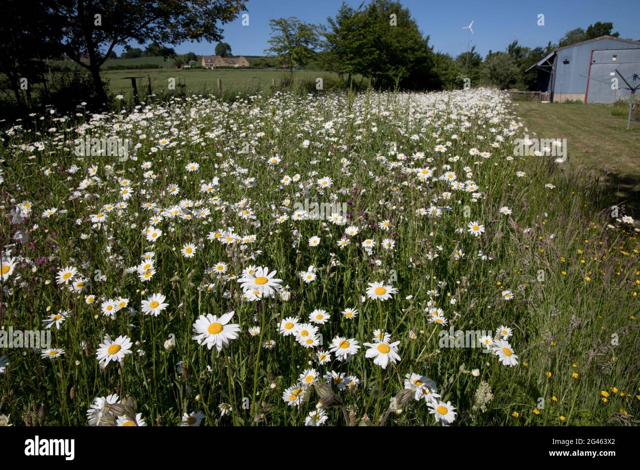 Native UK wildflowers in full bloom in 400 sq m of rewilded area. in large Cotswold garden just 13 months after removing turf and scattering seeds. Stock Photo