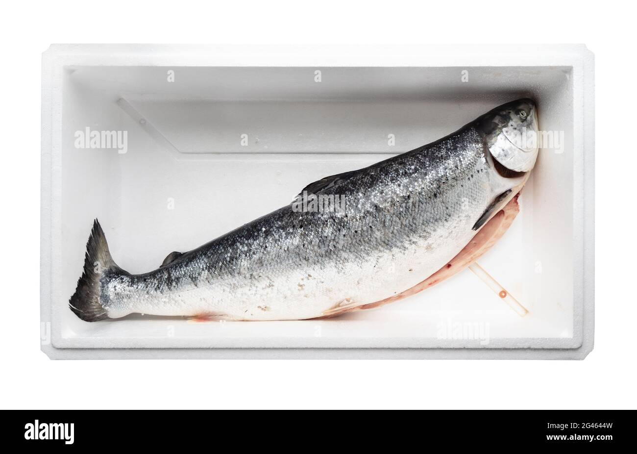 chilled and gutted raw Faroe islands salmon in foam box cutout on white background Stock Photo