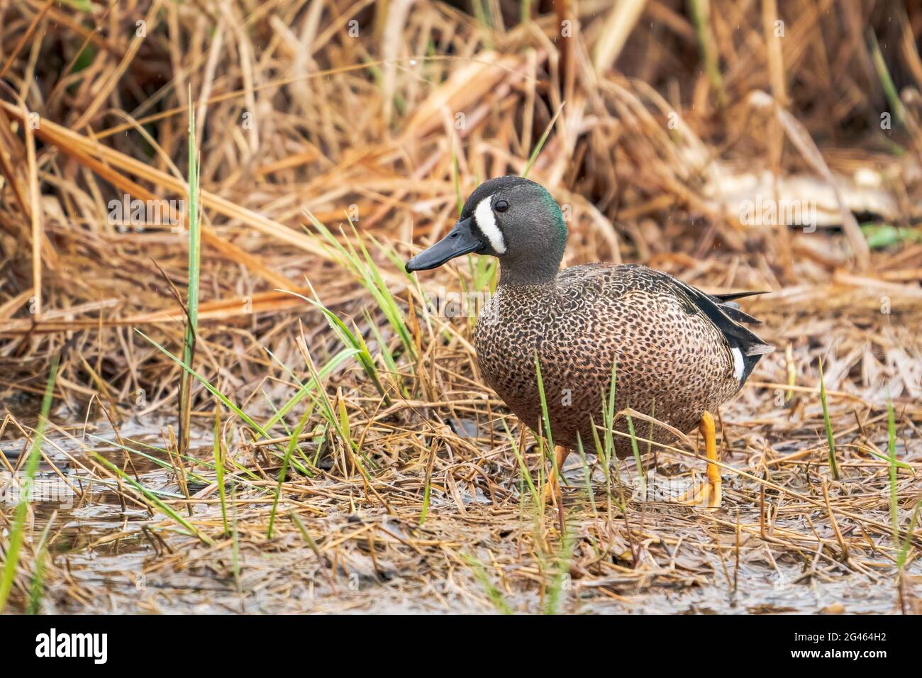 A Blue Winged Teal photographed along the shore of Strawberry creek at
