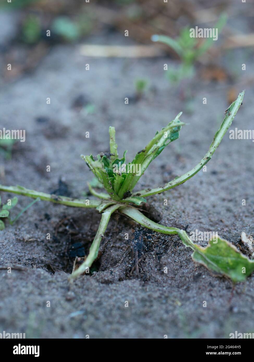 Tatsoi (Brassica narinosa) eaten by slugs Stock Photo
