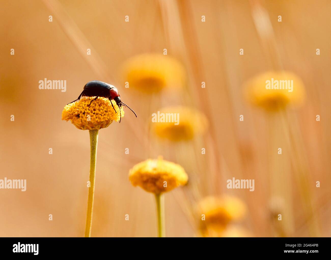 Black beetle with red thorax and long antennae on a yellow santolina flower in the warm light of sunset in summer Stock Photo