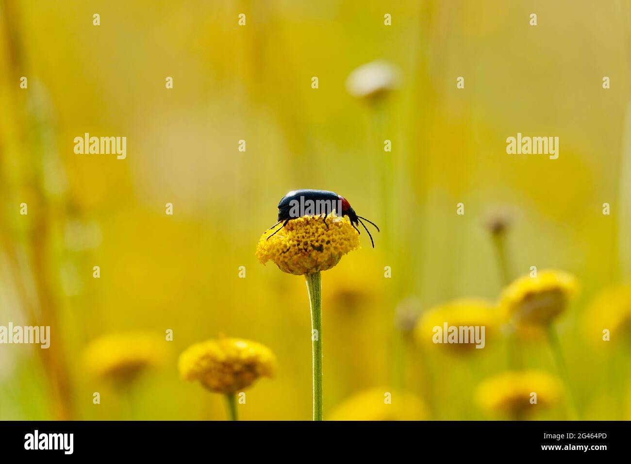 Black beetle with red thorax and long antennae on a yellow santolina flower in the warm light of sunset in summer Stock Photo