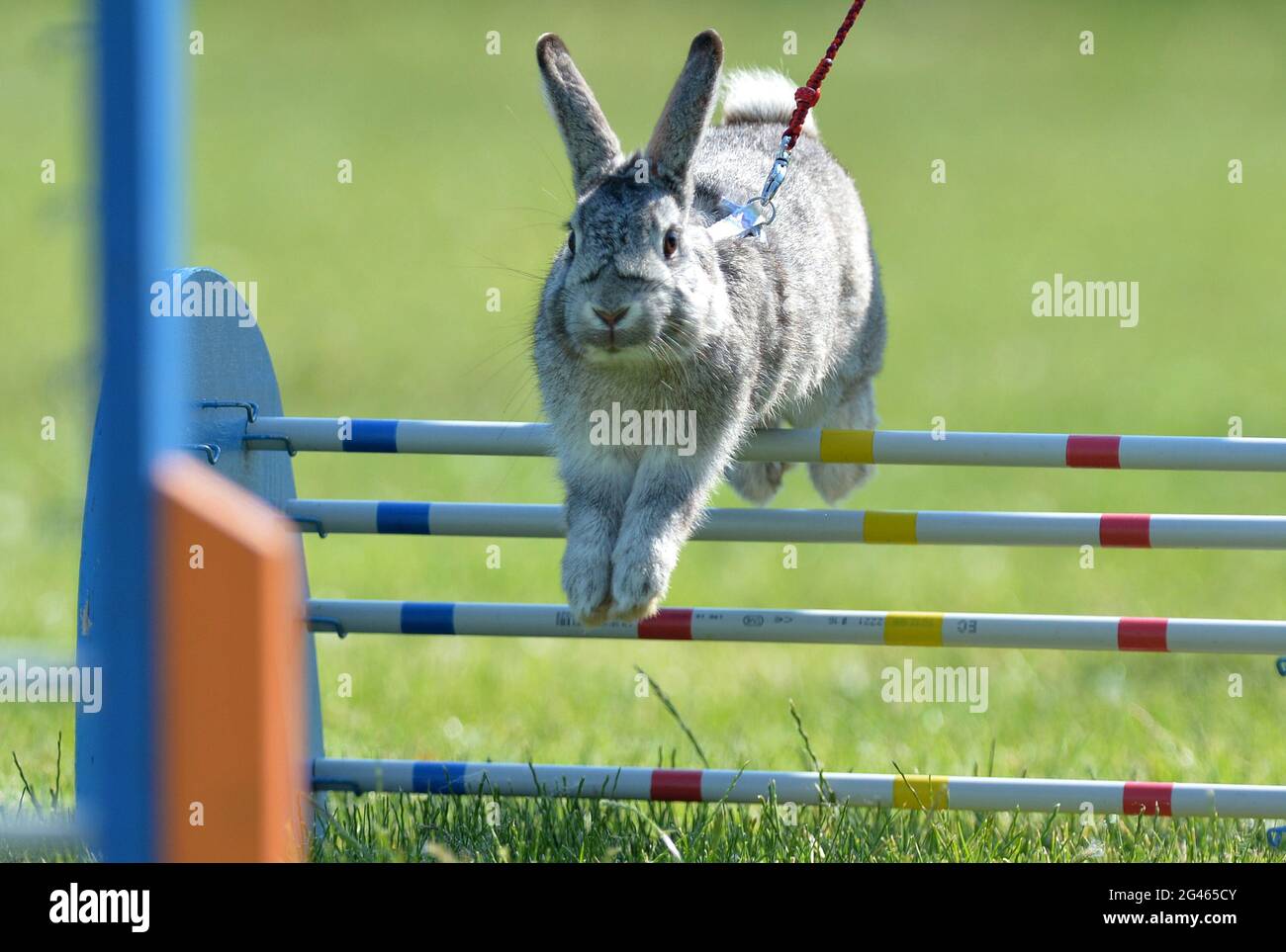 Rabbit show jump hires stock photography and images Alamy
