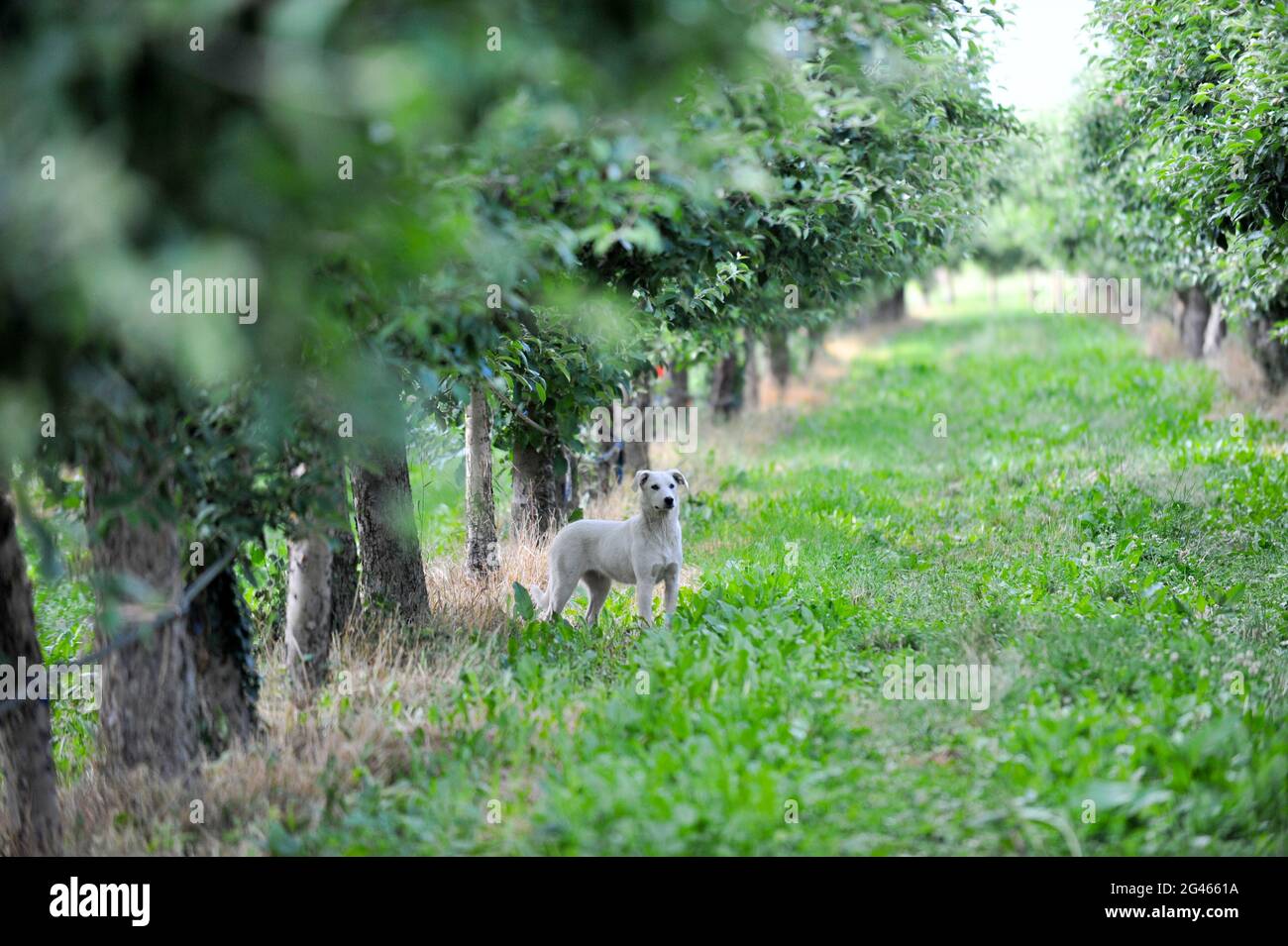 stray dog sitting in an apple orchard Stock Photo