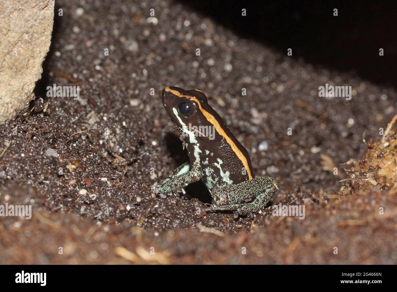 Phyllobates vittatus Stock Photo