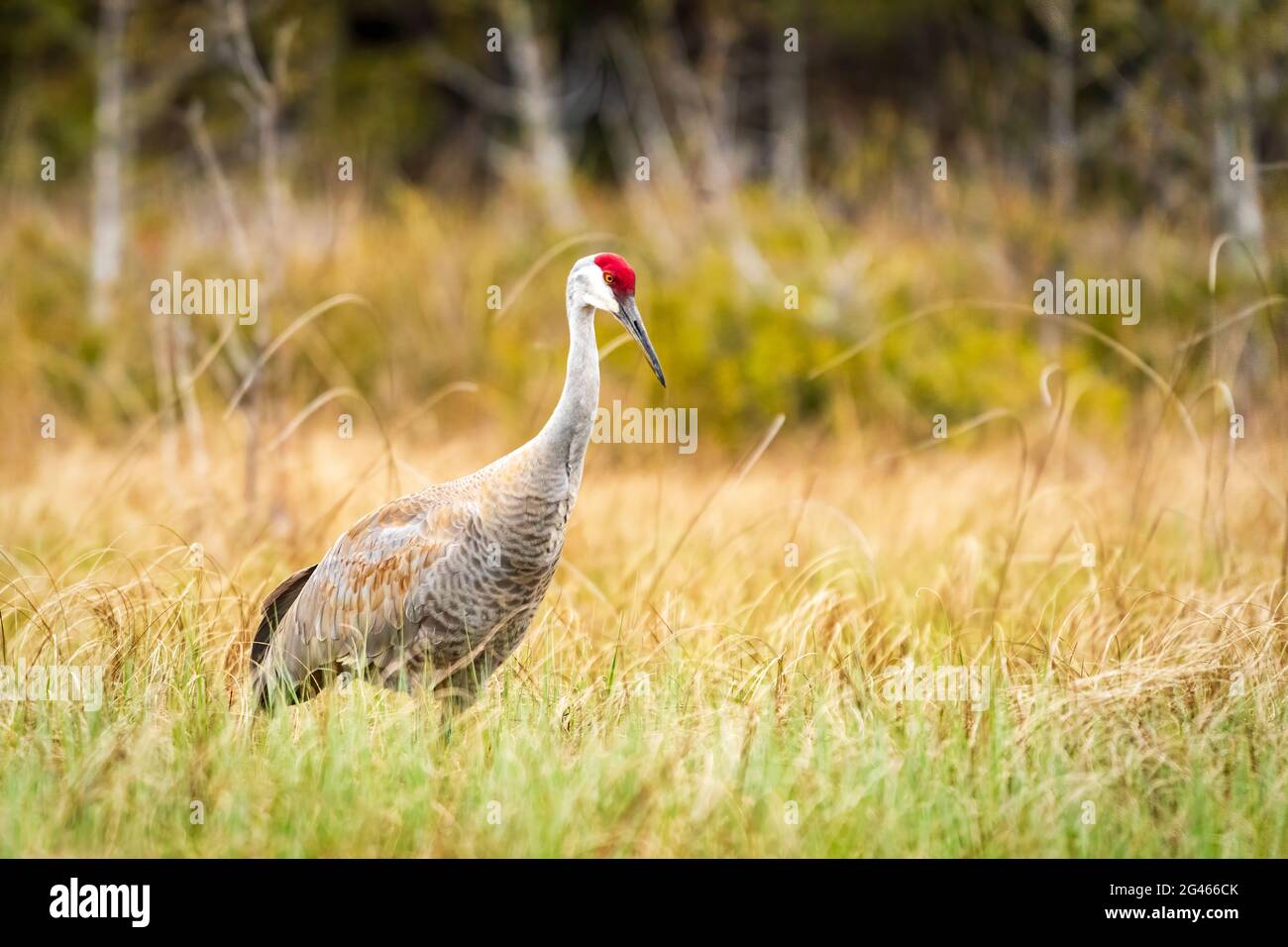 A Sandhill Crane spends some late evening time at the Judy Meissner nature conservancy near Fish Creek in Door County Wisconsin looking for a meal. Stock Photo