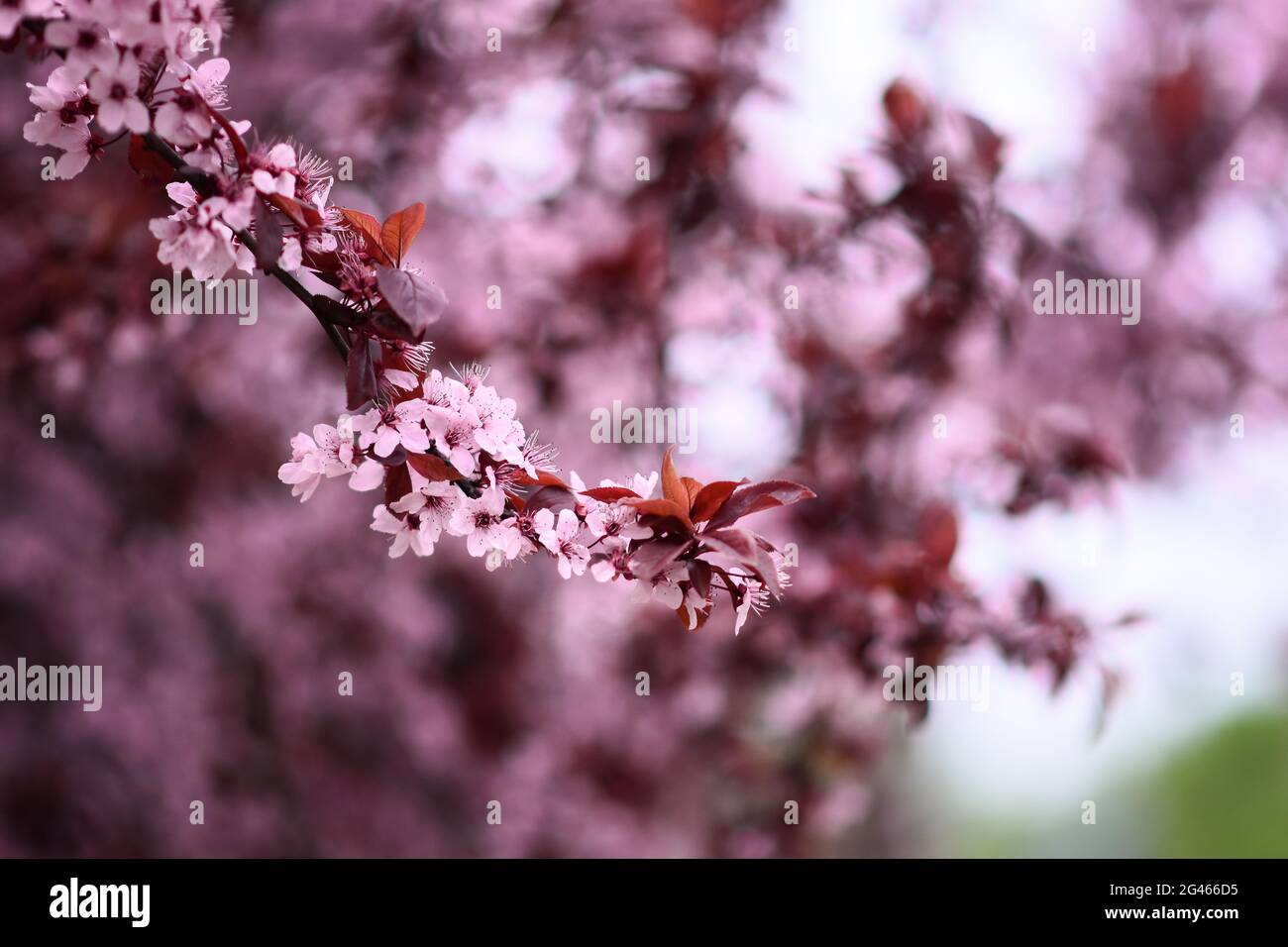 Tree branch spring hi-res stock photography and images - Alamy