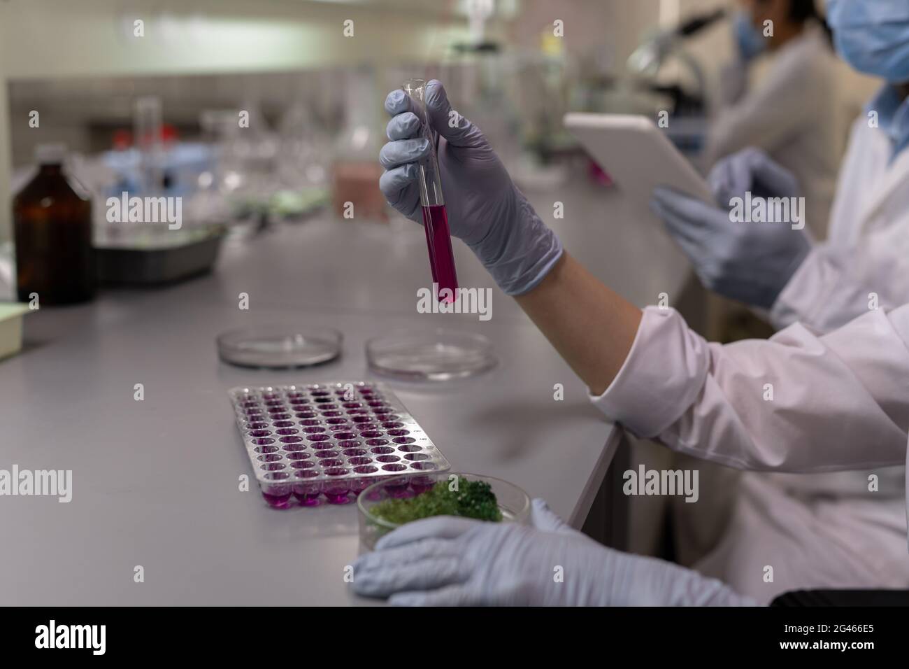 Gloved female lab worker holding flask with purple fluid and petri dish with organic material Stock Photo