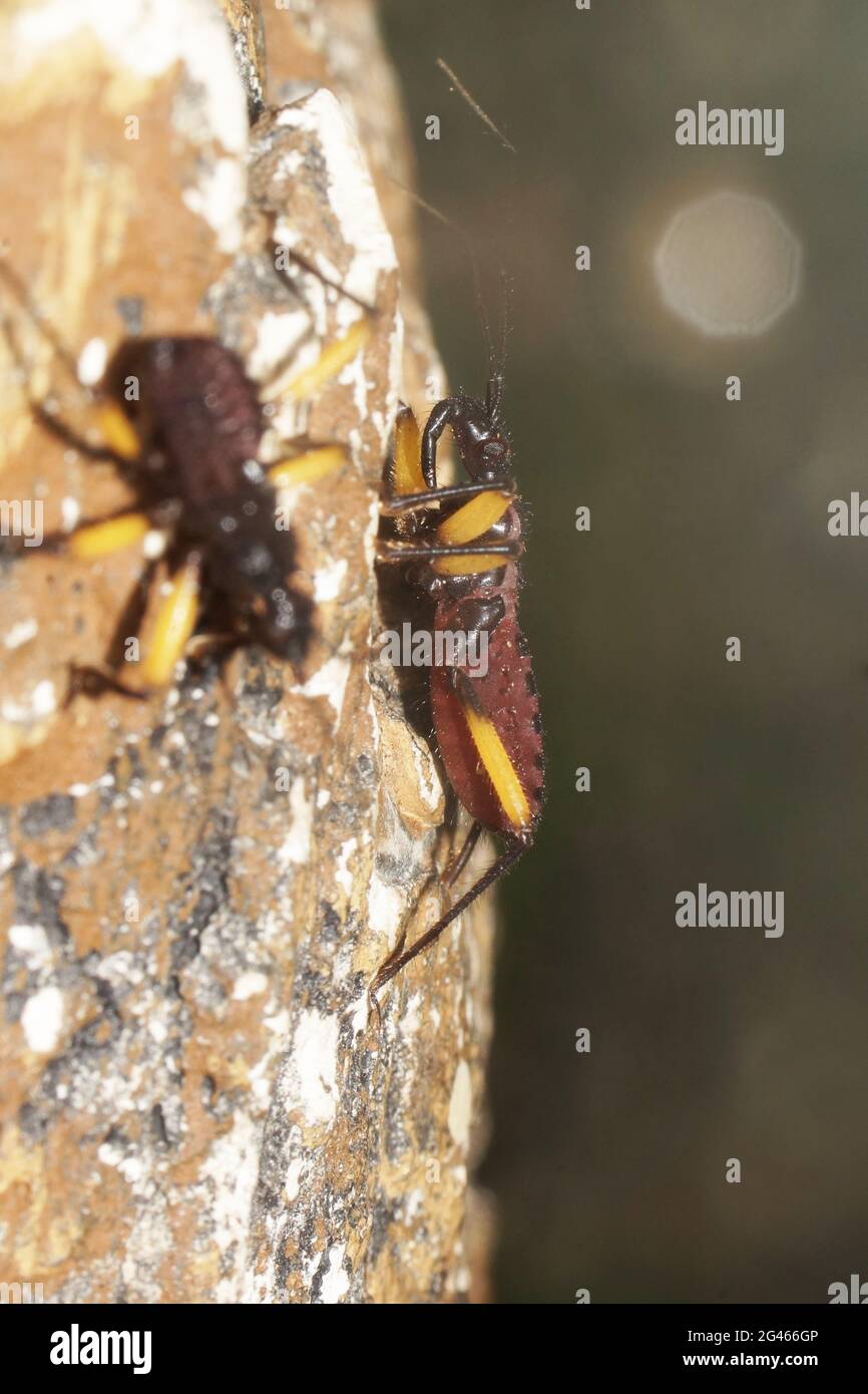 Platymeris biguttatus (two-spotted assassin bug) Stock Photo