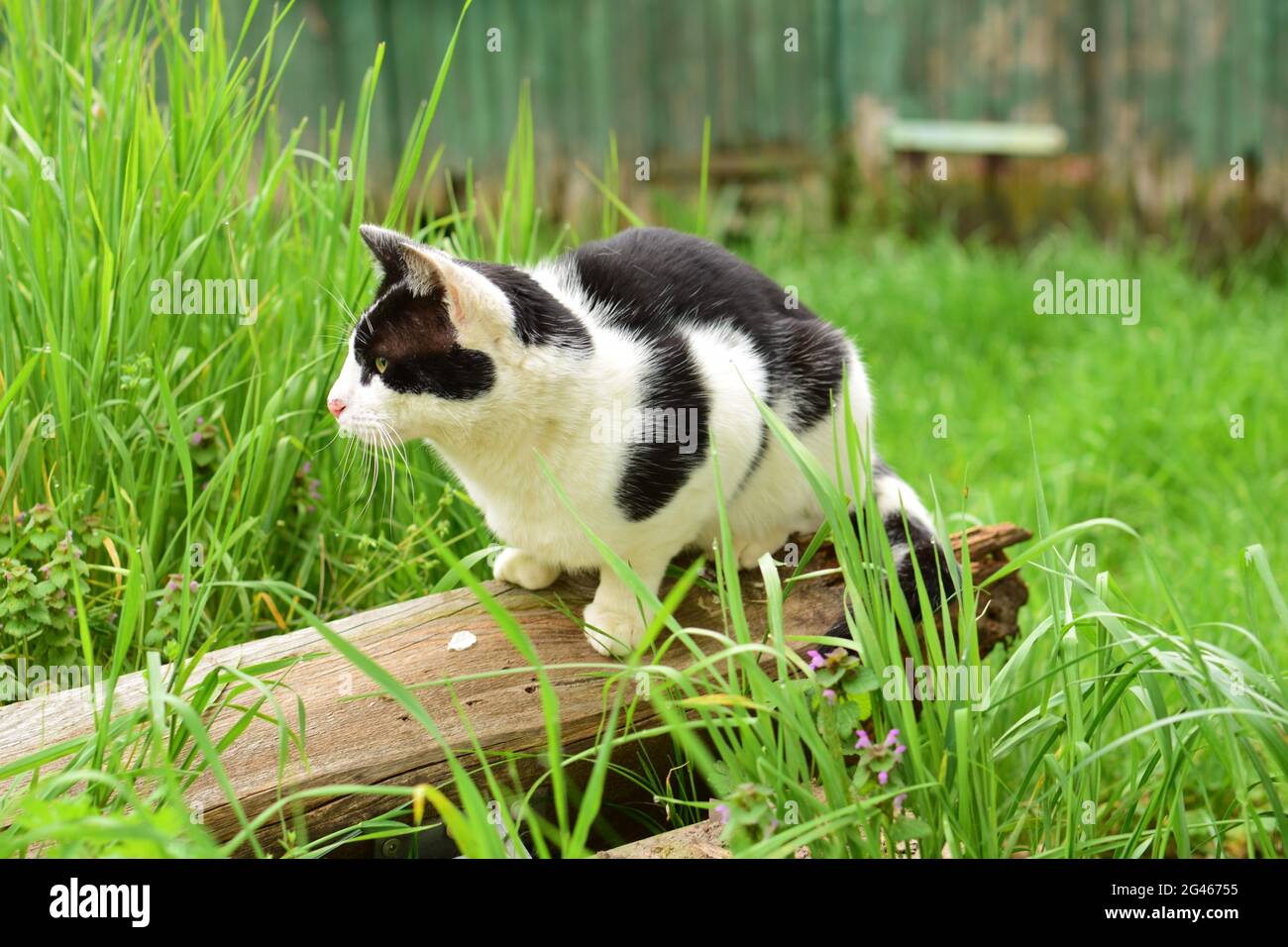 A black and white colored cat sitting on a wooden board between green grasses Stock Photo