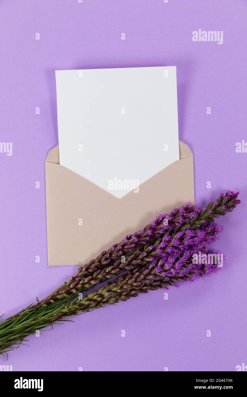 View of a beige envelope with sheet of paper in it and lilacs flowers on purple background Stock Photo