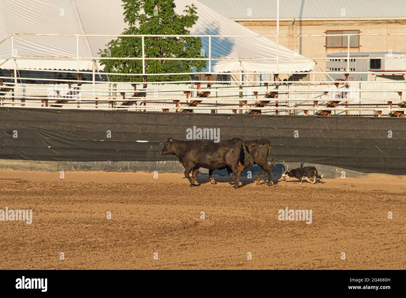 Trained cattle hi-res stock photography and images - Alamy