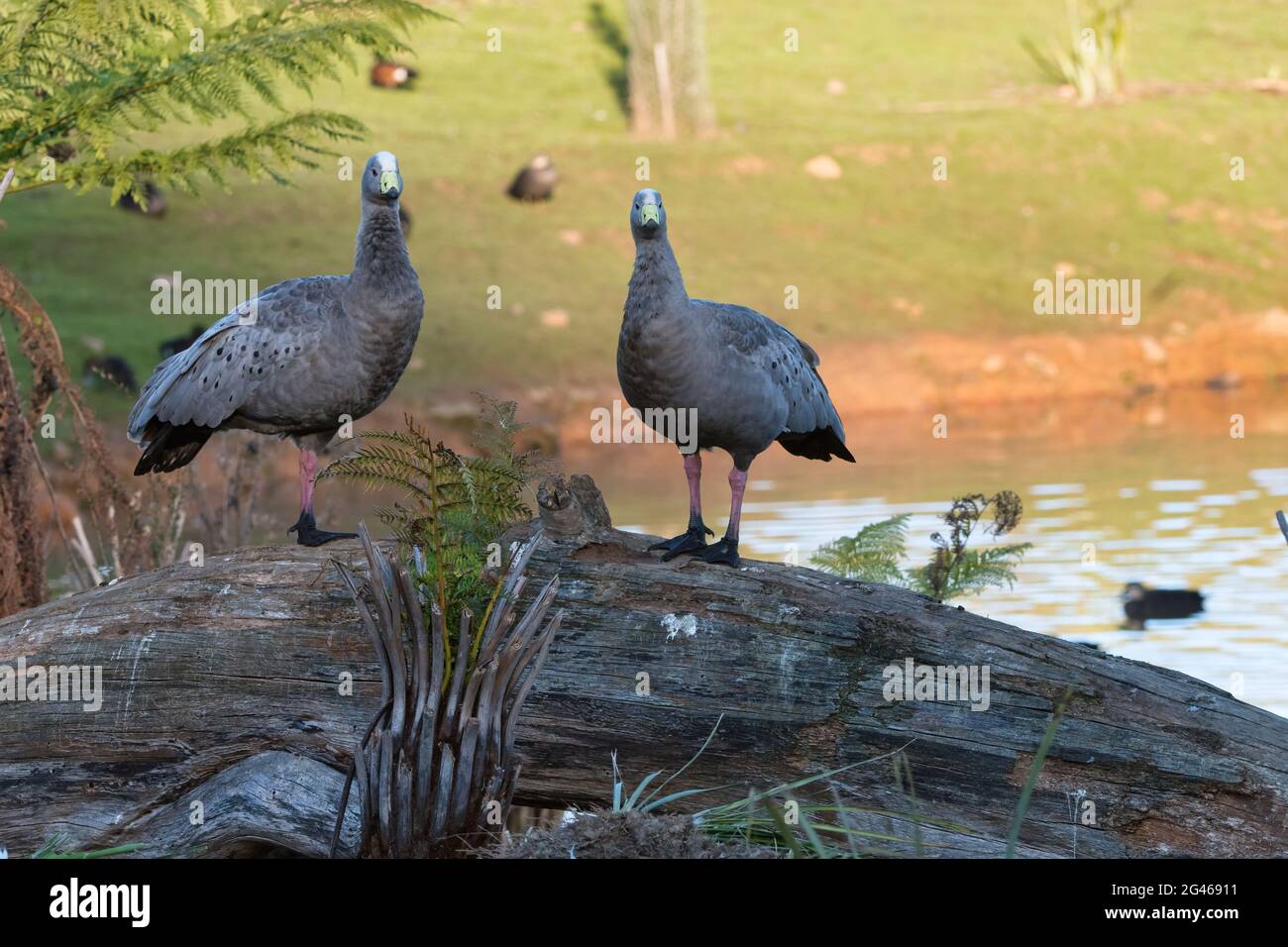 A mating pair of Cape Barren geese standing on a log near a waterhole in a grassy field in Tasmania, Australia. Stock Photo