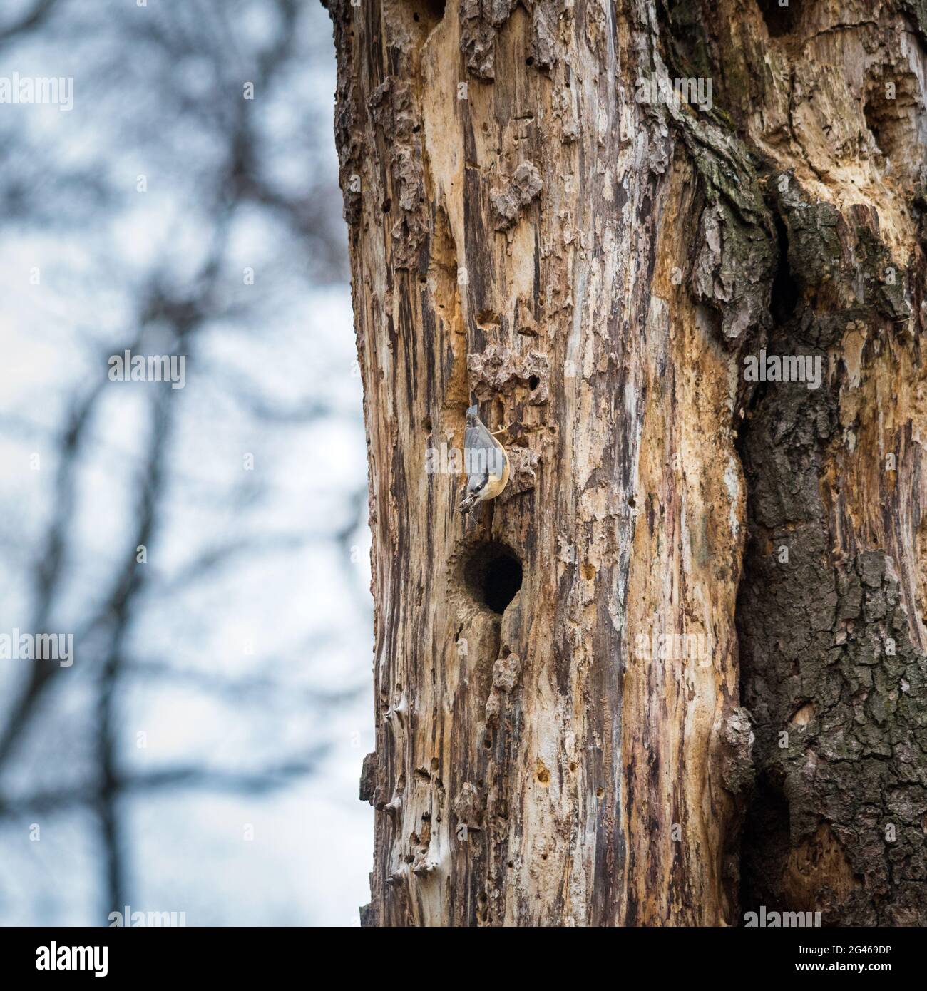 Trunk nut hi-res stock photography and images - Alamy
