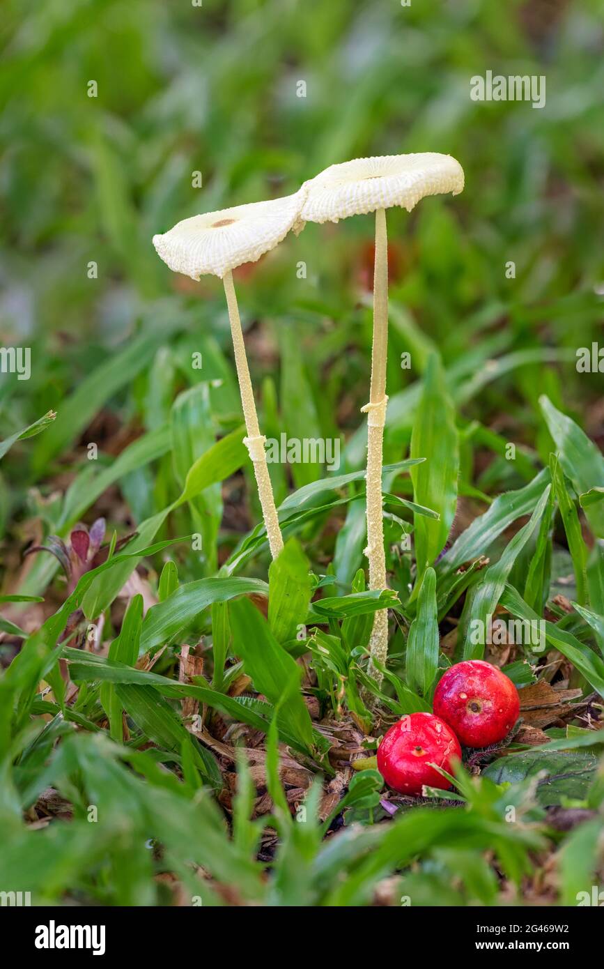 Two wild red berries beside a pair of field mushrooms, juxtaposed, in a nature strip in an outer suburb of Cairns, Queensland, Australia. Stock Photo