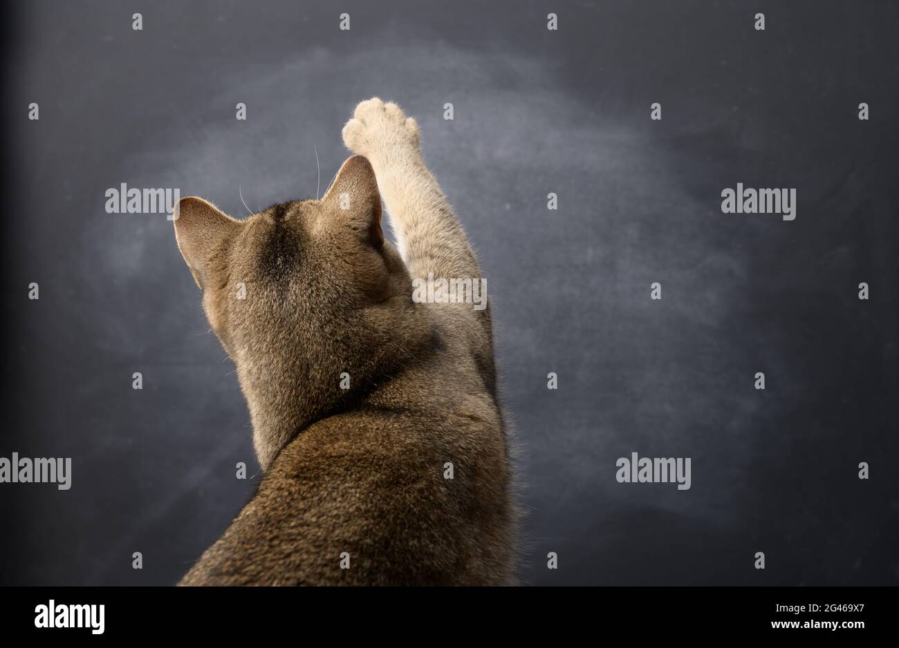 Adult British Straight cat stands with his back and raised his front