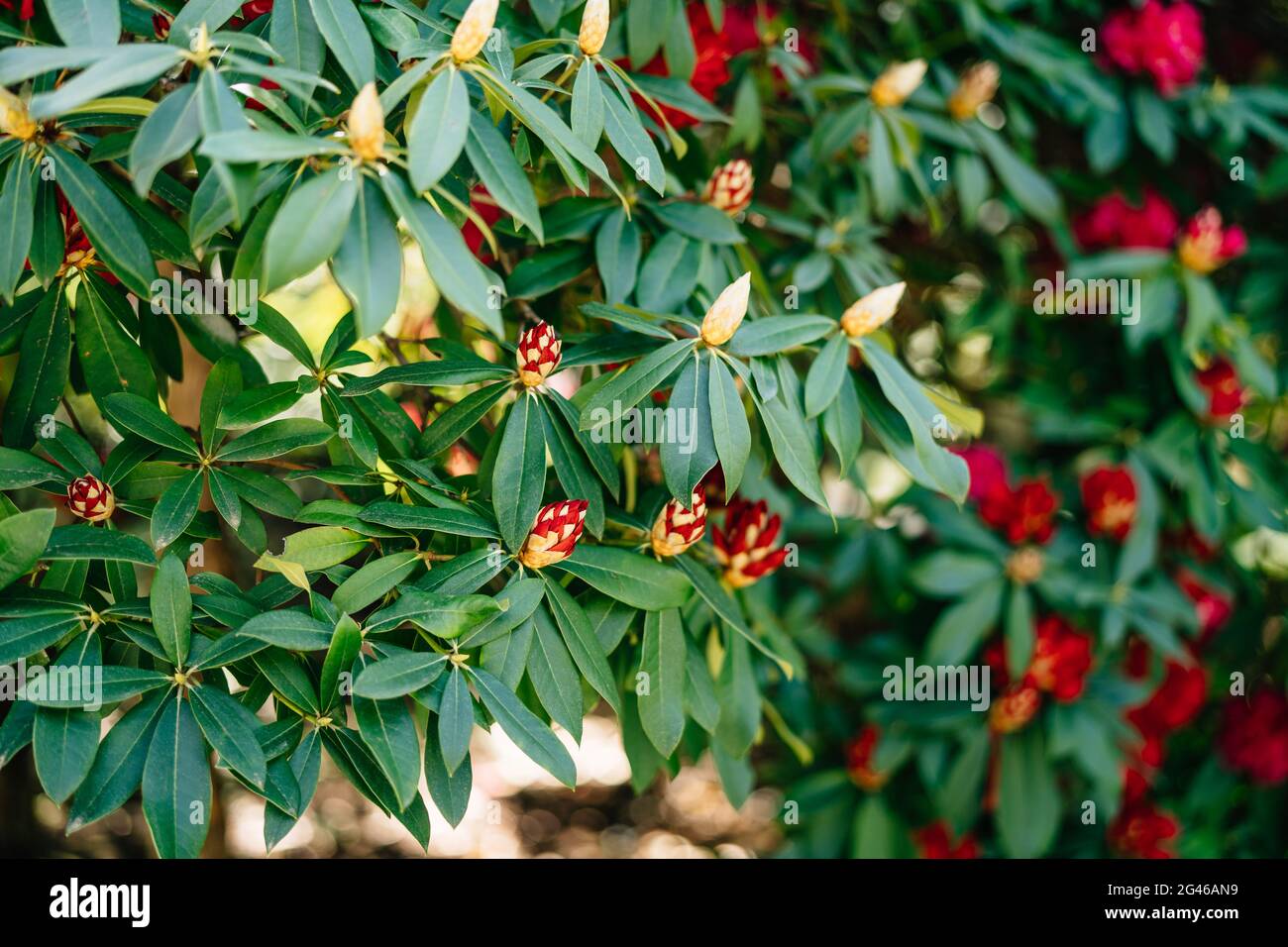 Close-up of fragrant buds of red rhododendron azalea in green leaves. Stock Photo