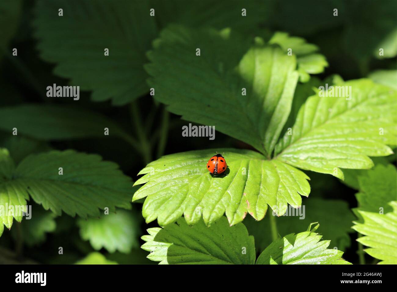 One red ladybug on a green strawberry leaf Stock Photo