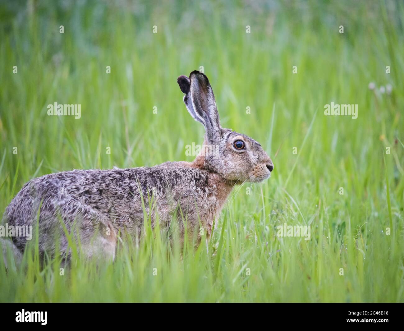Hare sitting in a meadow in spring Stock Photo