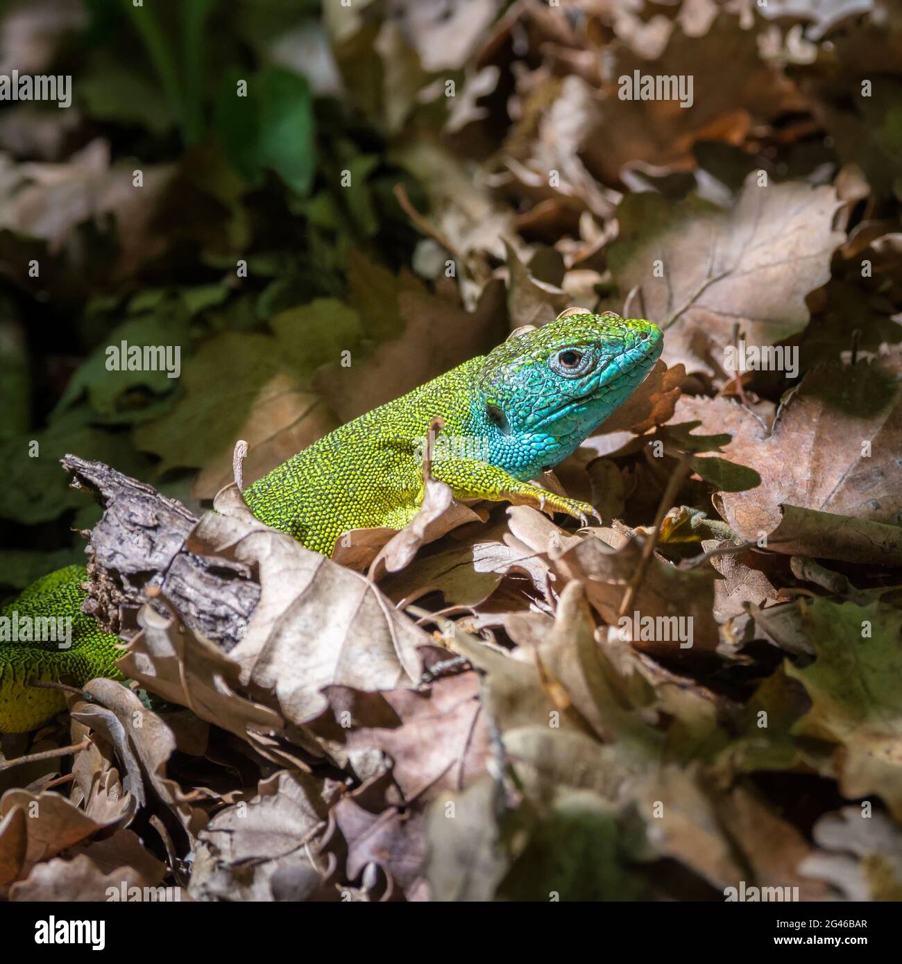 Emerald lizard male between leaves Stock Photo
