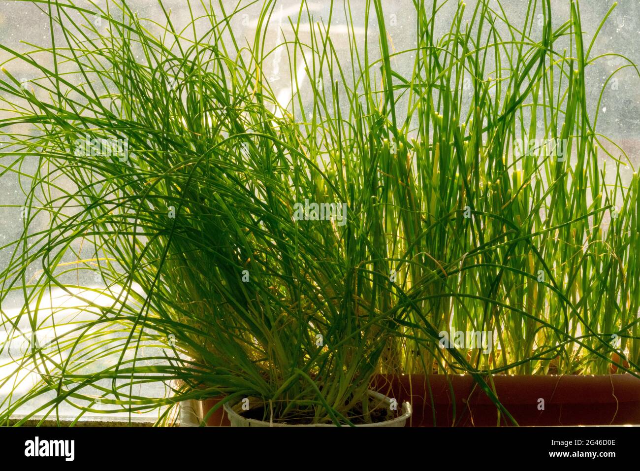 Allium schoenoprasum Culinary Herb grows In pot at window, herbs edible