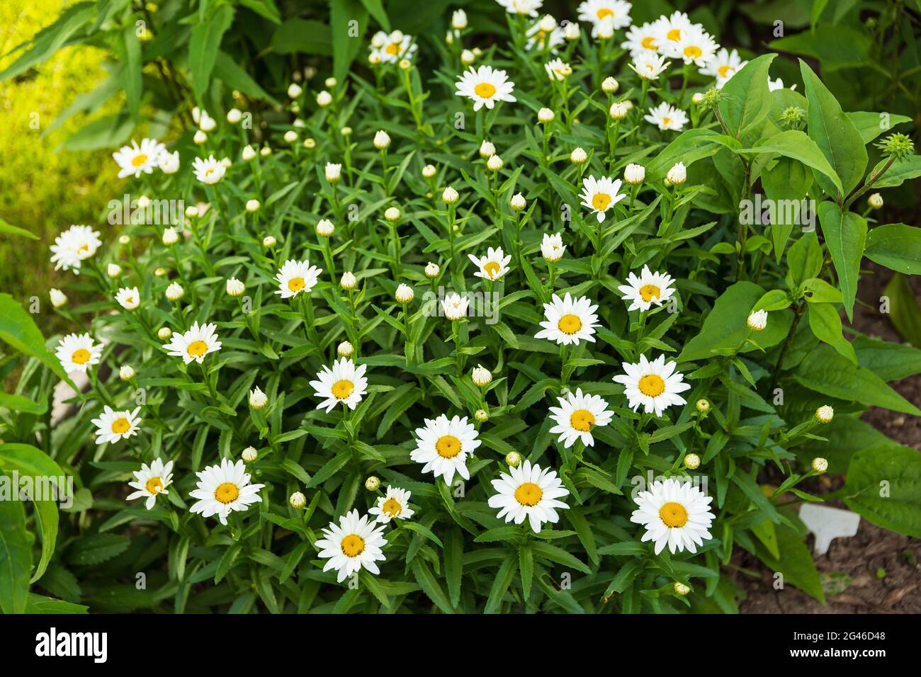 Lady daisy hi-res stock photography and images - Alamy
