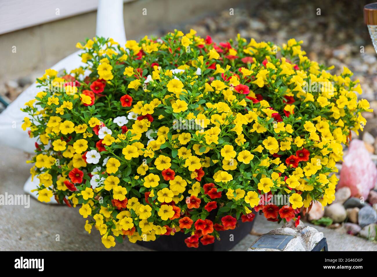 a planter full of red, yellow and white million bells flowers growing larger every day Stock Photo