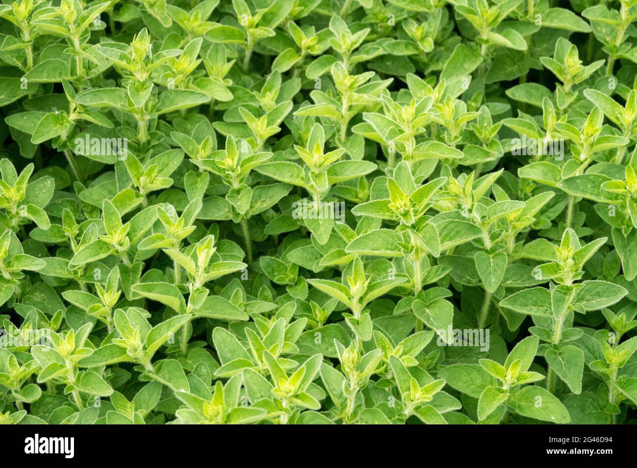 Origanum vulgare Wild Marjoram Garden Herb Stock Photo Alamy