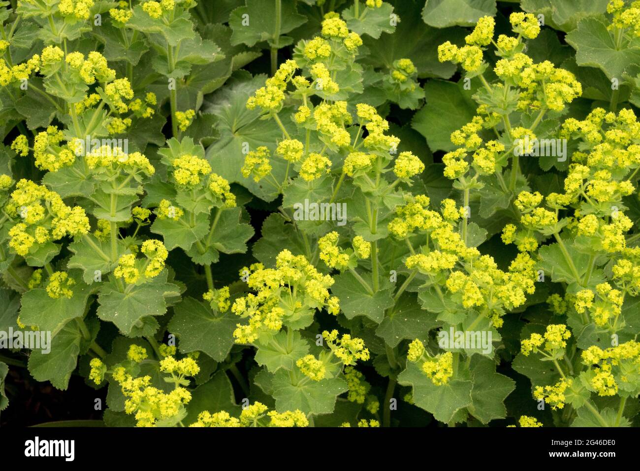 Alchemilla vulgaris Common Ladys Mantle June Garden Medical plants Stock Photo