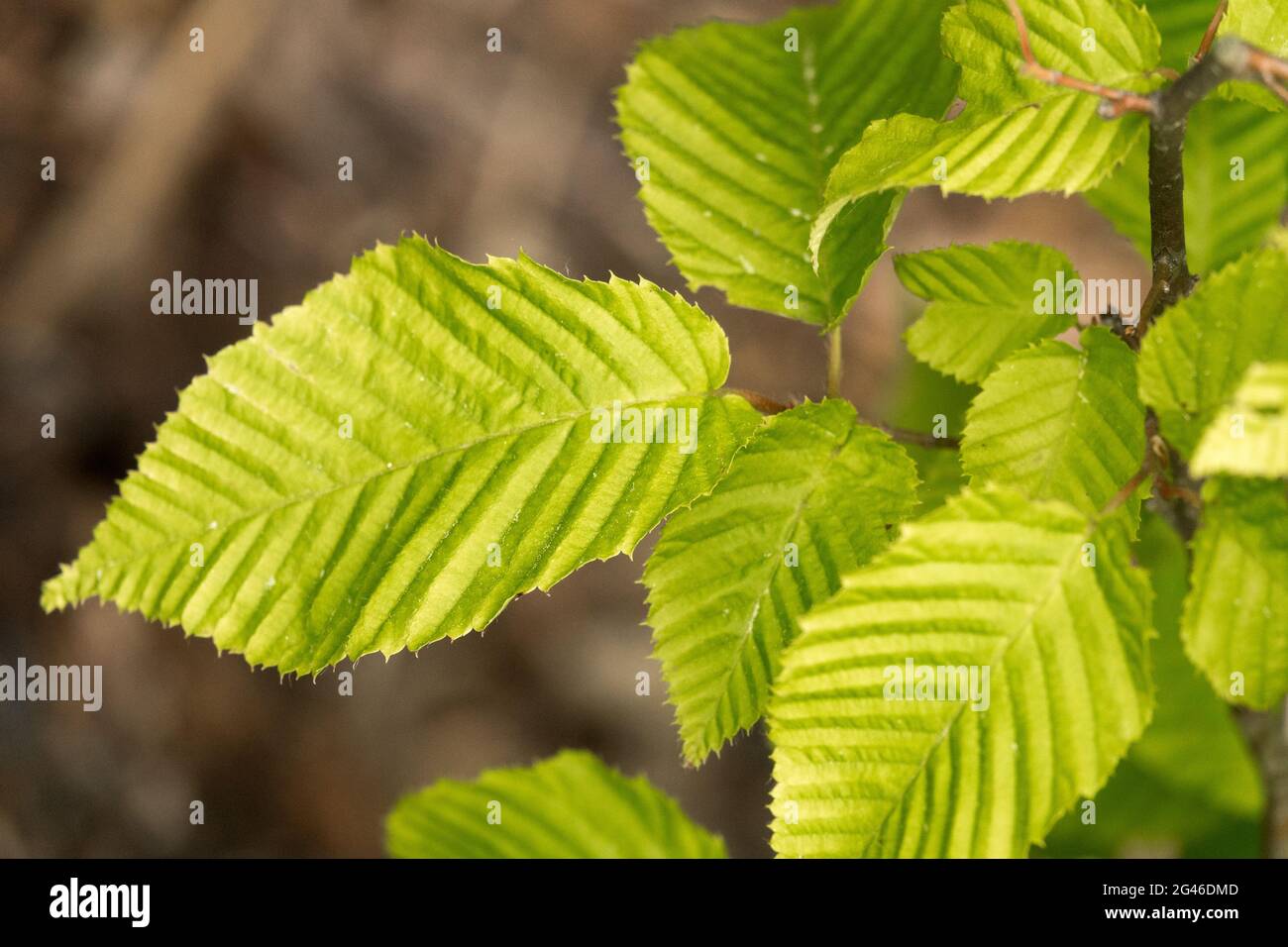 Carpinus cordata Heartleaf Hornbeam Leaf Hornbeam Leaves Stock Photo