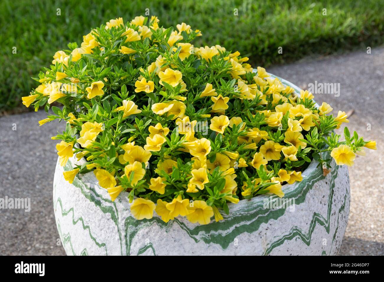 a flower pot full of yellow million bells flowers Stock Photo