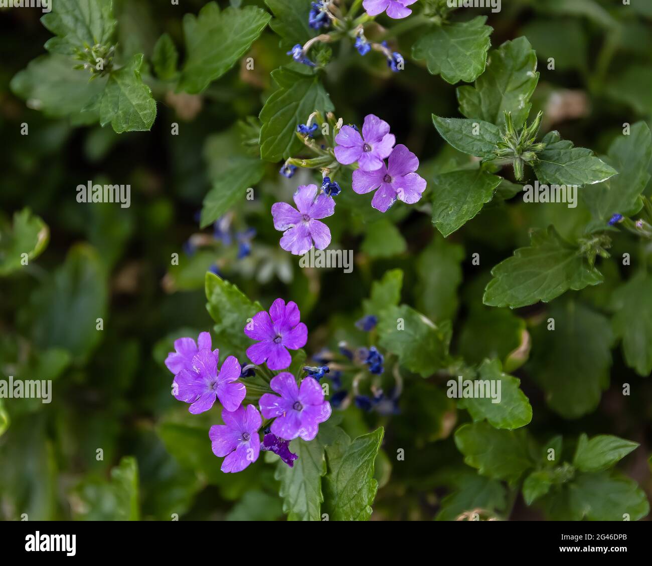 several small purple  Verbena Canadensis blossoms in a flower planter Stock Photo