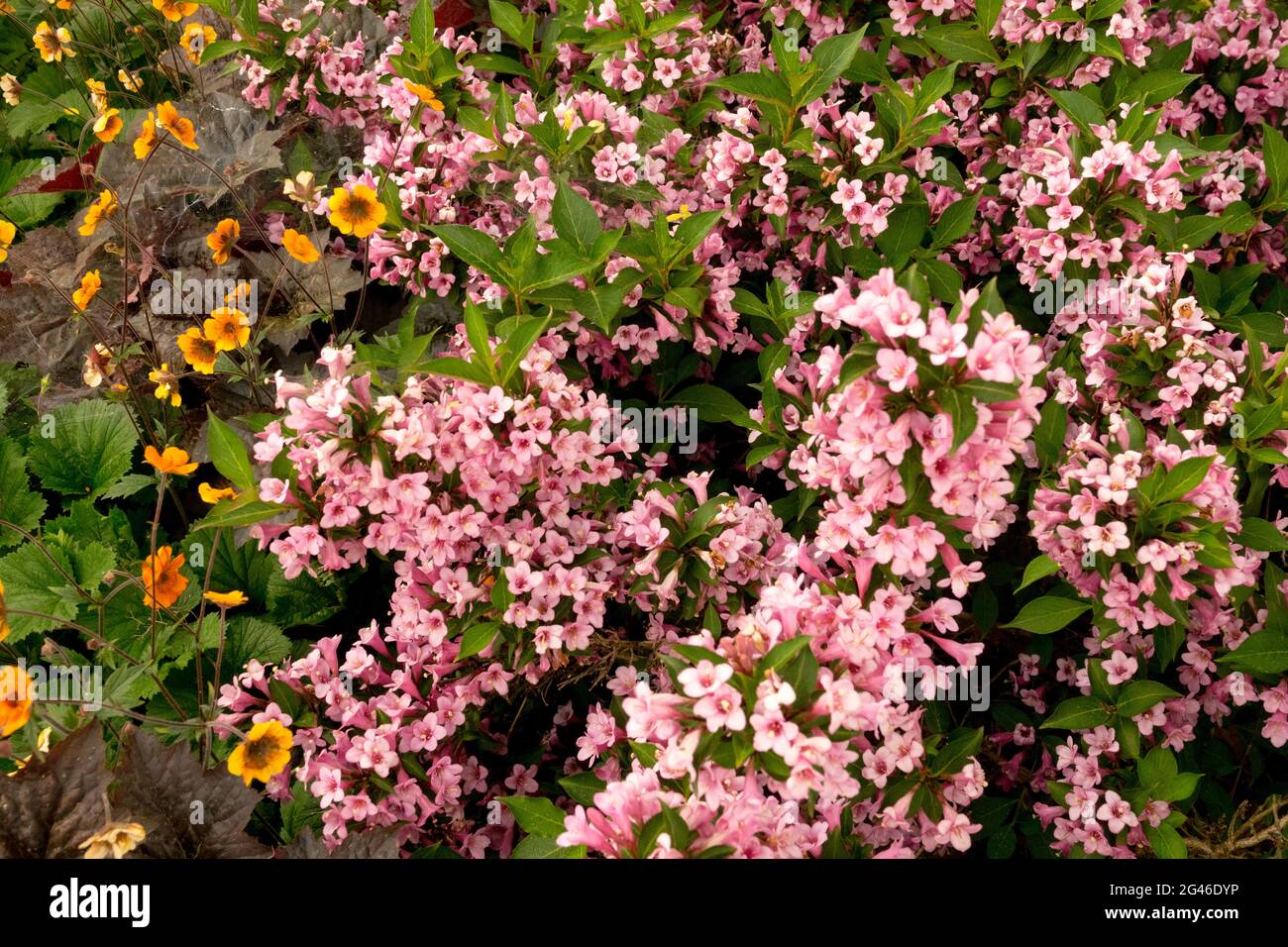 Weigela Pink Poppet Weigela florida Pink Flower Geum Stock Photo