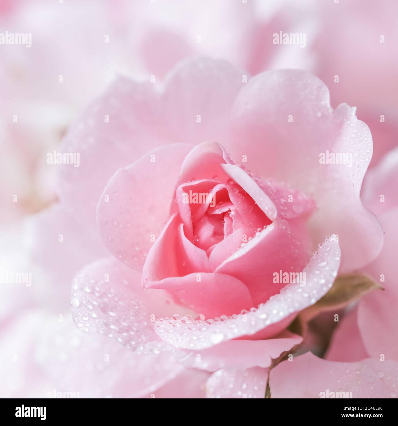 Pink Rose With Water Drops