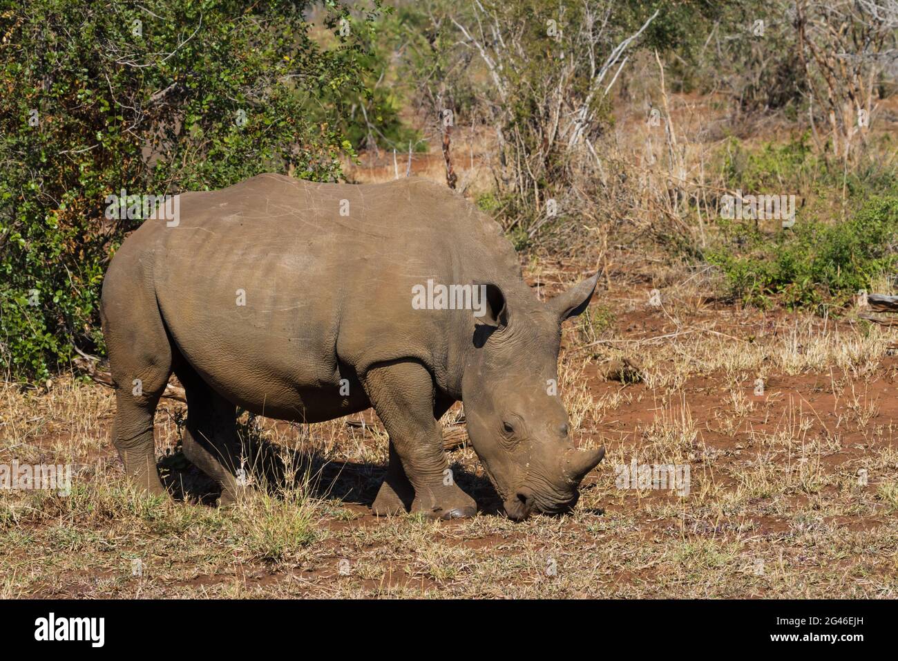 Southern white rhino (Ceratotherium simum simum) grazing alone in the ...