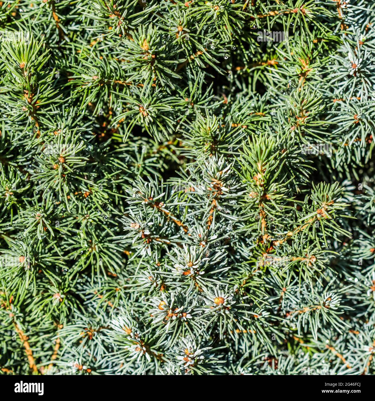 Closeup green leaves of decorative evergreen coniferous tree Canadian spruce Picea glauca with drops of water after the rain. Na Stock Photo