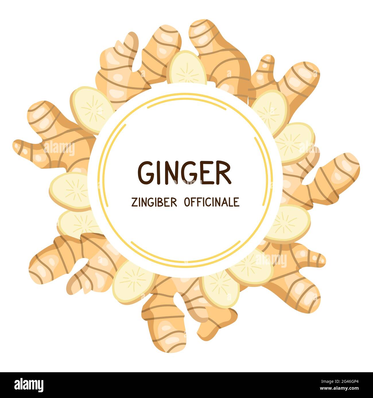 Ginger. Frame with ginger roots and slices. Vector illustration isolated on white background. Product label with latin name zingiber officinale. Stock Vector