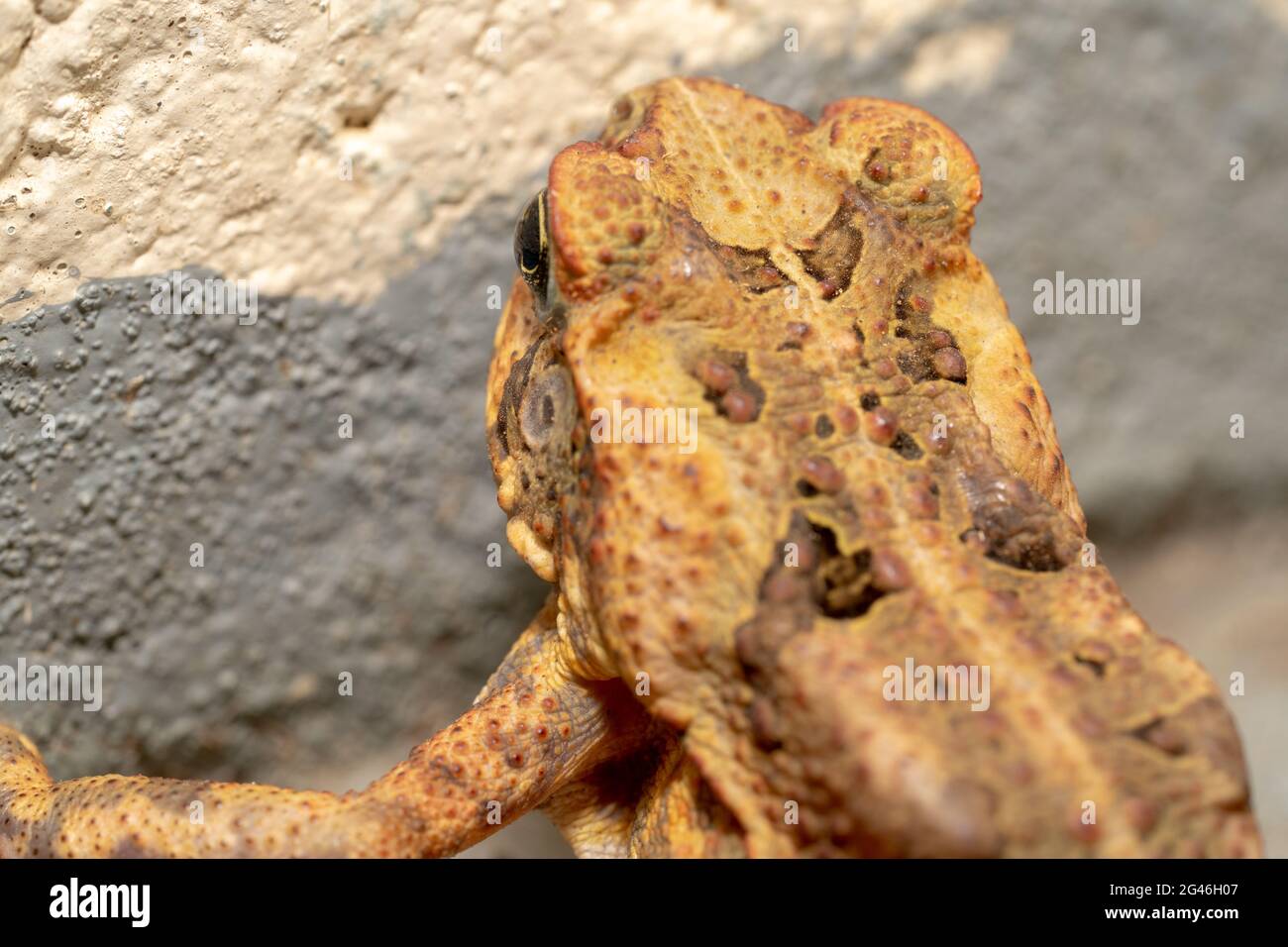 Brown cane toad shot from the behind Stock Photo