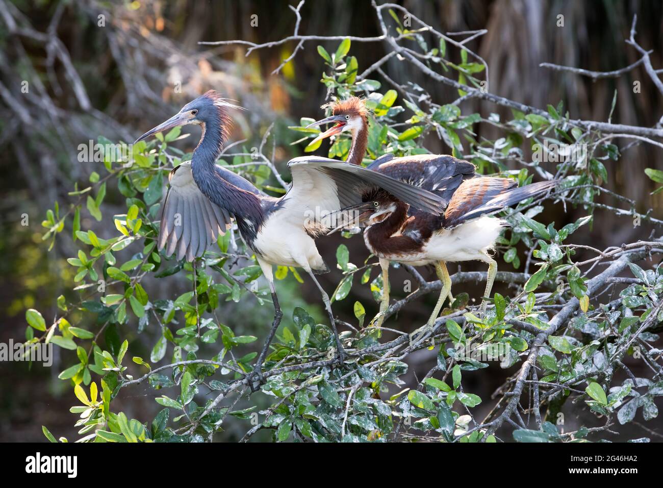 Tri color bird hi-res stock photography and images - Alamy