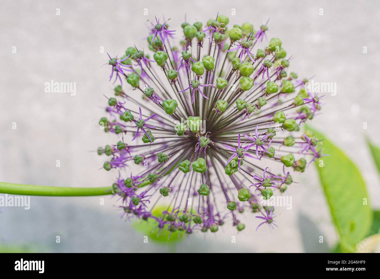 multi-colored alliums. Long spherical flowers in white and purple. Summer nature. Flowers against the sky Beautiful field of flowers. Photo of flowers Stock Photo