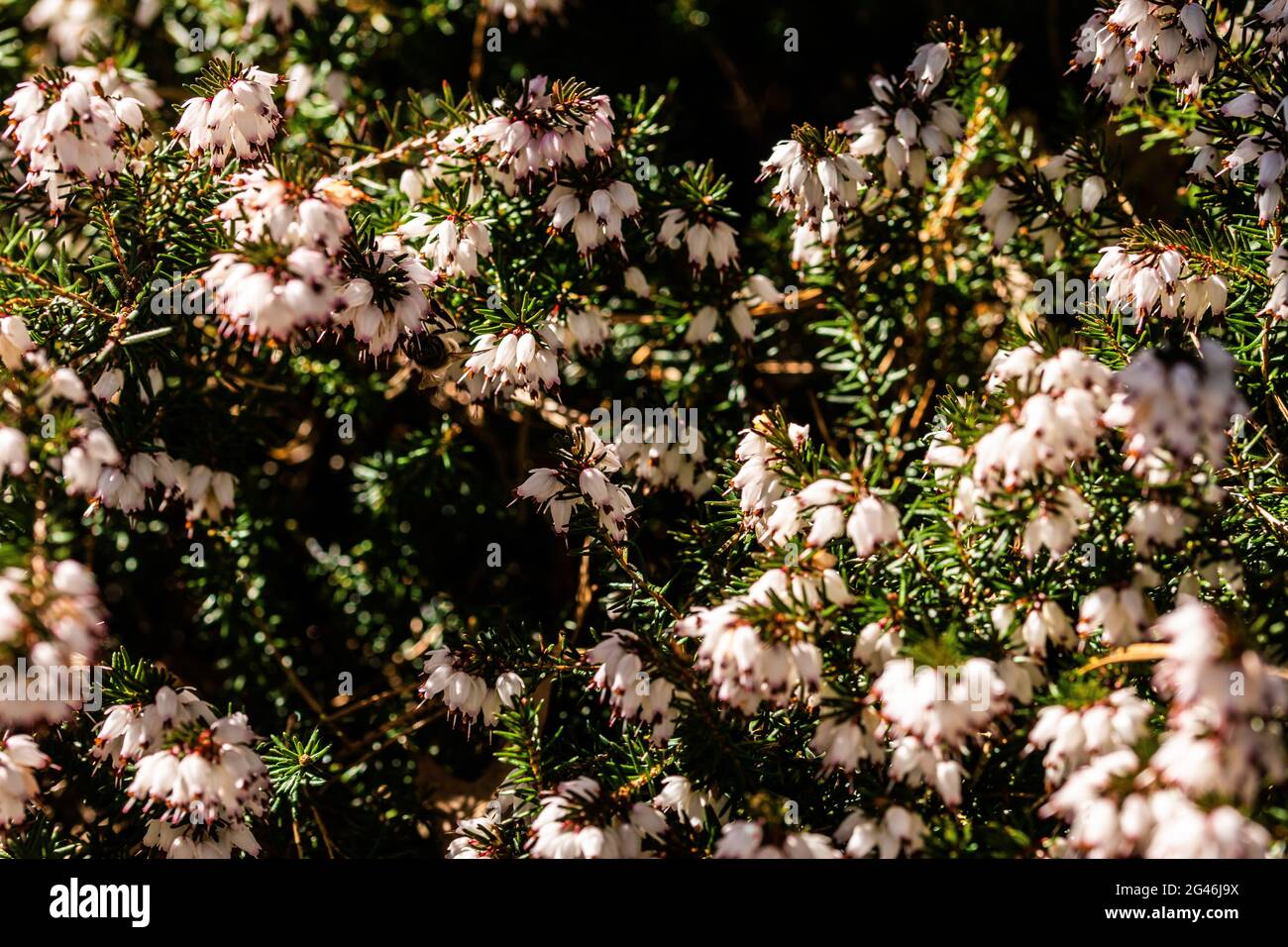 Closeup shot of blooming Winter heath flowers, Erica carnea Stock Photo
