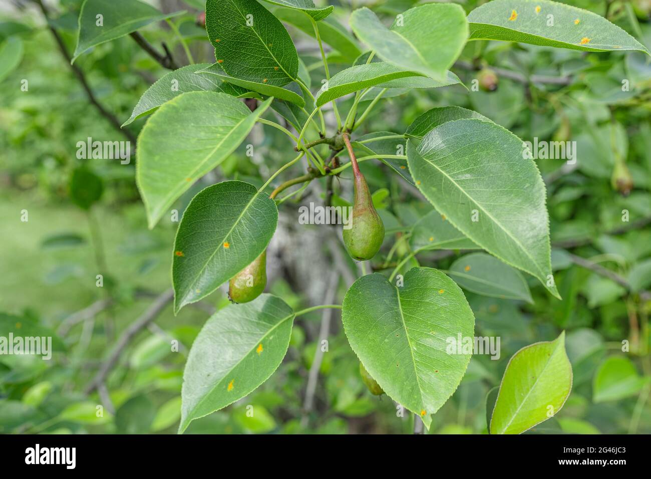 Fragment of a pear tree with fruits and leaves affected by the disease rust Stock Photo