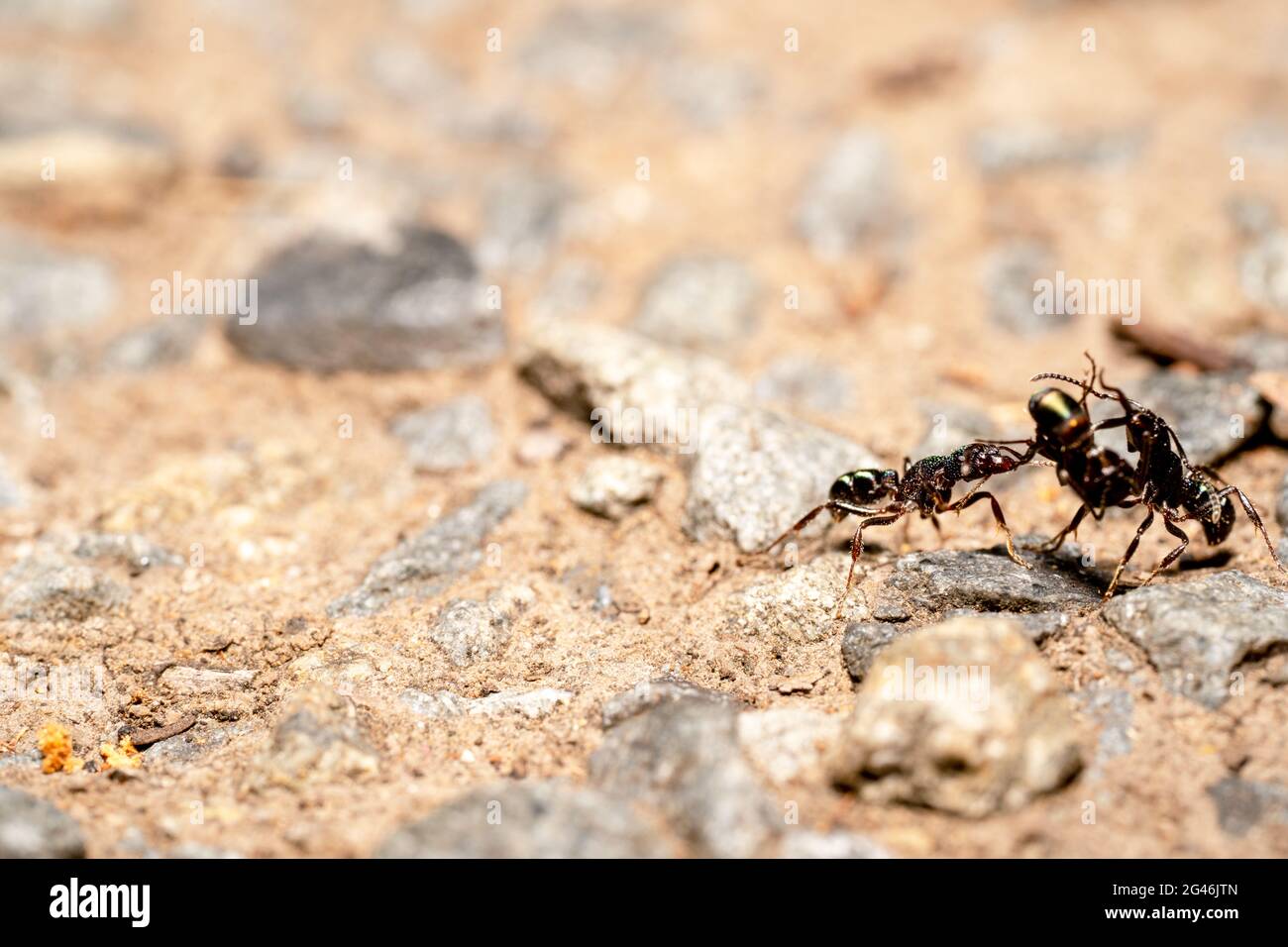 Green headed ant carrying a dead ant in the forest Stock Photo Alamy